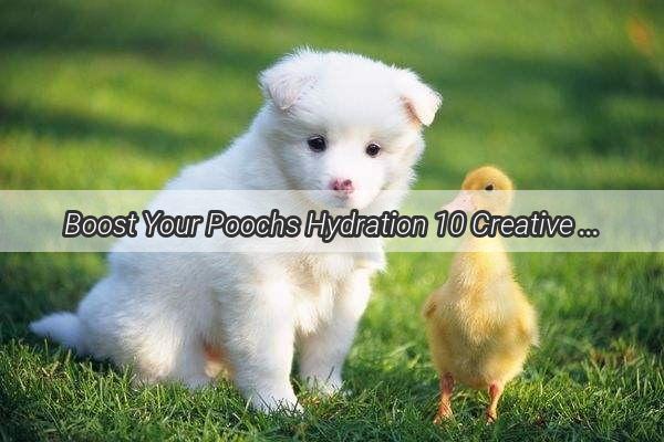 Boost Your Poochs Hydration 10 Creative Tips for a Thirsty Dog  Discover Our Inspiring Wallpapers